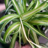 Spider Plant Curly · Considered one of the most adaptable and easiest of houseplants, the Spider plant grows unde...