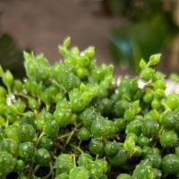 String Of Pearls · String of pearls plants thrive on a combination of direct and indirect sunlight, totaling be...