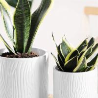 White Wood Pattern · Decorated with smooth lines make it a wood grain look, these ceramic plant pots come with a ...