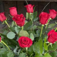 Red Freedom Roses · A dozen beautifully arranged long stemmed freedom roses. Simple and classic. Freedom is the ...