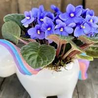 Magical Violets · Whimsical unicorn planter with a beautiful African violet planted within. Our violets range ...
