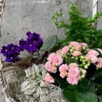 Large Garden Basket · 4 plants potted together in a white basket. Color of plants will vary.