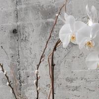 Lavish Orchid · A gorgeous white, purple, of hybrid colored orchid in a white glass cylinder with various st...