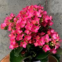 Lovely Kalanchoe · 4” Kalanchoe in a ceramic pot. Color of pot and Kalanchoe will vary. You can request more ma...