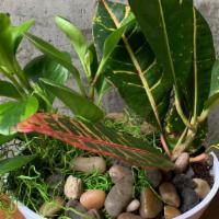 Small Dish Garden · Two green plants (4” each) potted together topped with moss and/or rocks. Plants will vary.