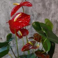 Ardent Anthurium - Various Colors · Send a friend or family member some love with this sweet anthurium plant today.