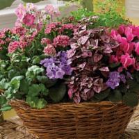 Simply Chic Mixed Plant Basket · Mixed garden basket. Plants will vary to what plants are in season.