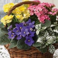 Spring Has Sprung Mixed Basket · 3 various flowering  plants mixed with one green plant.