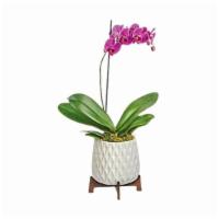 Teleflora'S Architectural Orchid Plant · Simply beautiful, this elegant orchid is a gorgeous gift for any occasion, especially when d...