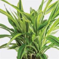 Florist'S Choice Green Plant · Not sure what to choose? Allow our designers to choose a green plant suitable for the occasi...