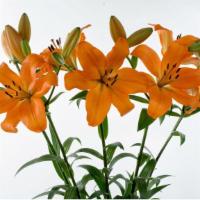 Asiatic Lilies · 3 stem