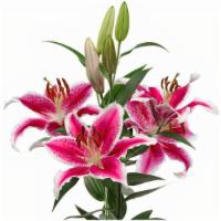 Debi Lilly Oriental Lily  · 2 stem bunch