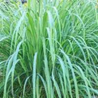 Lemongrass (Cymbopogon) | Live Herb Plants | Non-Gmo, Mosquito Repellent, Edible, Medicinal Herb · Repel mosquitoes naturally with these beautiful tall lemongrass plants! Perfect for foundati...