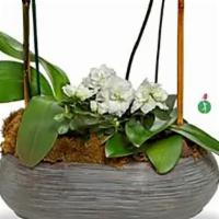 Two White Orchids · What’s better than one white phalaenopsis orchid? Two of these beautiful orchid plants, nest...