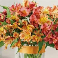 Awesome Alstroemeria · Alstroemeria signify devotion, prosperity and fortune. This awesome arrangement delivers all...