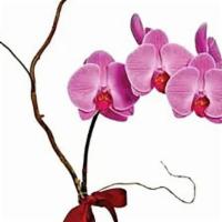 Lavender Phalaenopsis Orchid · One perfect lavender potted phalaenopsis orchid plant is accented with a curling branch, and...
