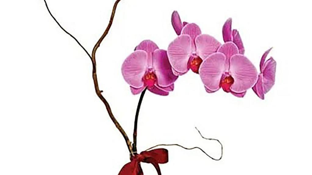 Lavender Phalaenopsis Orchid · One perfect lavender potted phalaenopsis orchid plant is accented with a curling branch, and presented with a ribbon bow tied right around the middle. This low-maintenance, long-lasting and exotic gift will create quite an impression!