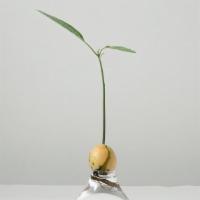 Baby Avocado Seed With Vase · Grow baby avocado seed on your desk. 
Enjoy watching every day growth.
Add little joy in you...