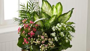 The Ftd® Rural Beauty™ Dishgarden · S25-4999. Simple. Lovely. Special. This beautiful arrangement of plants includes a spectrum ...