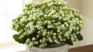 The Ftd® White Kalanchoe · S7-4976. Loving expressions of comfort and consolation flourish beautifully with this bloomi...