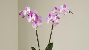 The Ftd® Pink Orchid Planter · S15-4991. Rare. Exquisite. Beautiful. This exotic orchid plant makes a very special way to h...