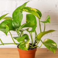 4” Golden Pothos · Add one of our 5