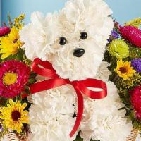 A-Dog-Able In A Basket · Unleash the smiles with our original pup arrangement! Hand-designed inside a basket, this cu...