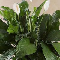 Peace Lily Plant · Also known as the 
