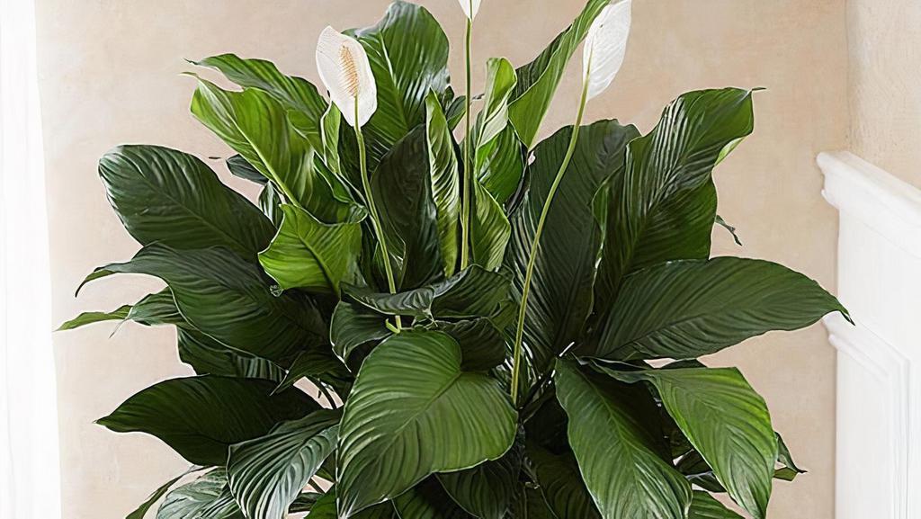 Peace Lily Plant · Also known as the 
