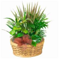 Green Plants Planter Basket #P404X · A custom assortment of indoor tropical green plants combined in a basket for the best qualit...