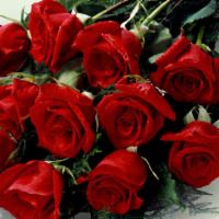 Loose Wrapped Red Roses · A dozen red roses loosely wrapped