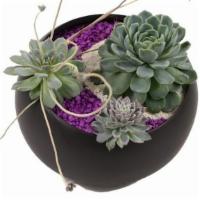 Succulent Gardens · Locally cultivated and grown succulents and echeveria in a gorgeous container with decorativ...