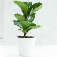 Fiddle Leaf Fig · Fiddle Leaf Fig plants bring a tropical feel into any space! The best part is they remove to...