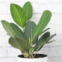 Ficus Audrey · With velvety soft, deep green leaves, Ficus Audrey is the perfect addition to your home! Thi...