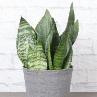 Snake Zeylanica · Snake Zeylancia is the perfect low maintenance houseplant for a beginner! It requires little...