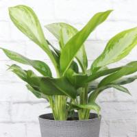Silver Bay Aglaonema · With it's large silver and green leaves, this plant is the perfect choice for a low light ar...