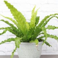 Bird'S Nest Fern · This fern originates from tropical rainforests, so it loves damp soil and high humidity. It ...