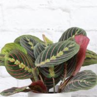 Red Maranta Plant, White Classic Pot Cover · This Red Prayer plant features colorful two toned leaves, which fold up at night like hands ...