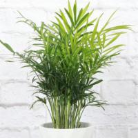 Parlor Palm · Our bestselling Parlor Palm features a tall modern white pot with geometric designs. Also ca...