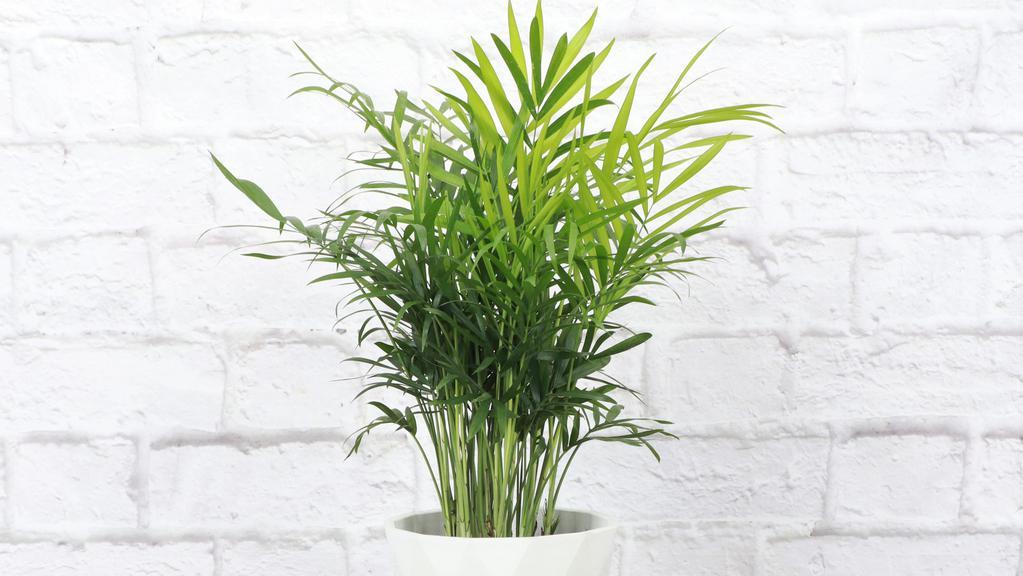 Parlor Palm · Our bestselling Parlor Palm features a tall modern white pot with geometric designs. Also called Neanthe Bella Palm, this plant is low maintenance, hard to kill, and beautiful to own! Parlor Palms are popular for being tall and leafy- perfect to add to a windowsill or end table.