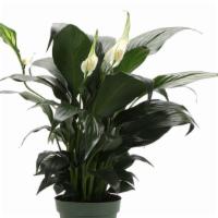 Peace Lily, Classic Pot Cover · This beautiful plant is easy to care for and loves water. keep soil moist at  all times and ...