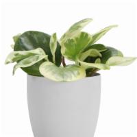 Peperomia, White Classic Pot Cover · With mutiple shades of white and green, this variegated Peperomia plant will be a unique add...