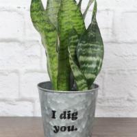 Snake Zeylancia Plant, I Dig You Pot · Add to your houseplant collection with an easy to care for Snake Plant! The Zeylancia variet...