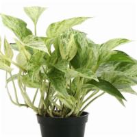 Marble Queen Pothos, Classic Pot Cover  · Marble Queen Pothos are a popular plant for beginners and houseplant collecters alike! These...