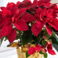 Poinsettias, Red And White · 