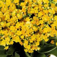 Forever Yellow Kalanchoes · Standard size. With their petite yellow blooms and large, shiny leaves, these glorious kalan...