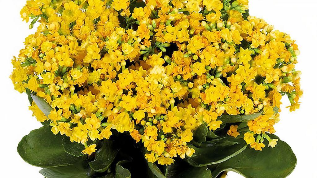 Forever Yellow Kalanchoes · Standard size. With their petite yellow blooms and large, shiny leaves, these glorious kalanchoe plants add a ray of sunshine to any room!
This pretty arrangement features yellow kalanchoe plants. Delivered in a weathered brown round pot.