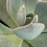 Echeveria Garotto Succulent · 3.5