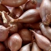 Shallots · A pint of shallots, approximately 3/4 pound. Sweeter than onions. One of our favorite things...
