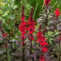 Cardinal Flower (Lobelia Cardinalis) · This is a short-lived perennial but will reseed and replenish itself. Sun exposure: full, pa...